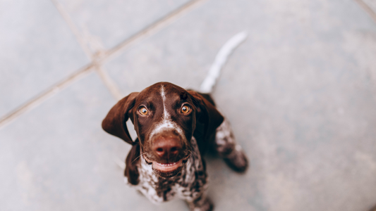 article about how to put on a dog harness, and a picture of a brown dog looking at the camera