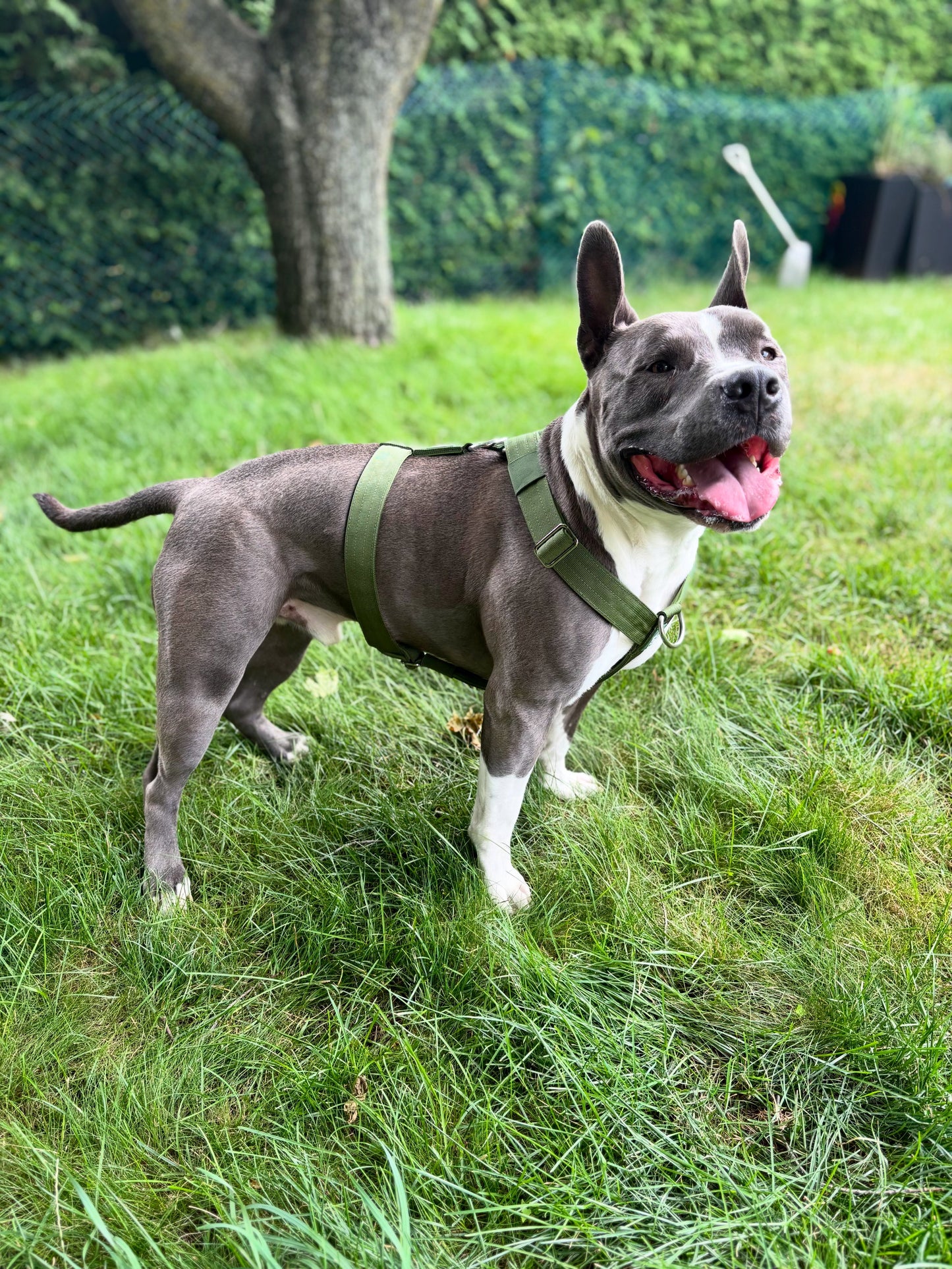 Y Strap Adventure Harness - Cactus Green