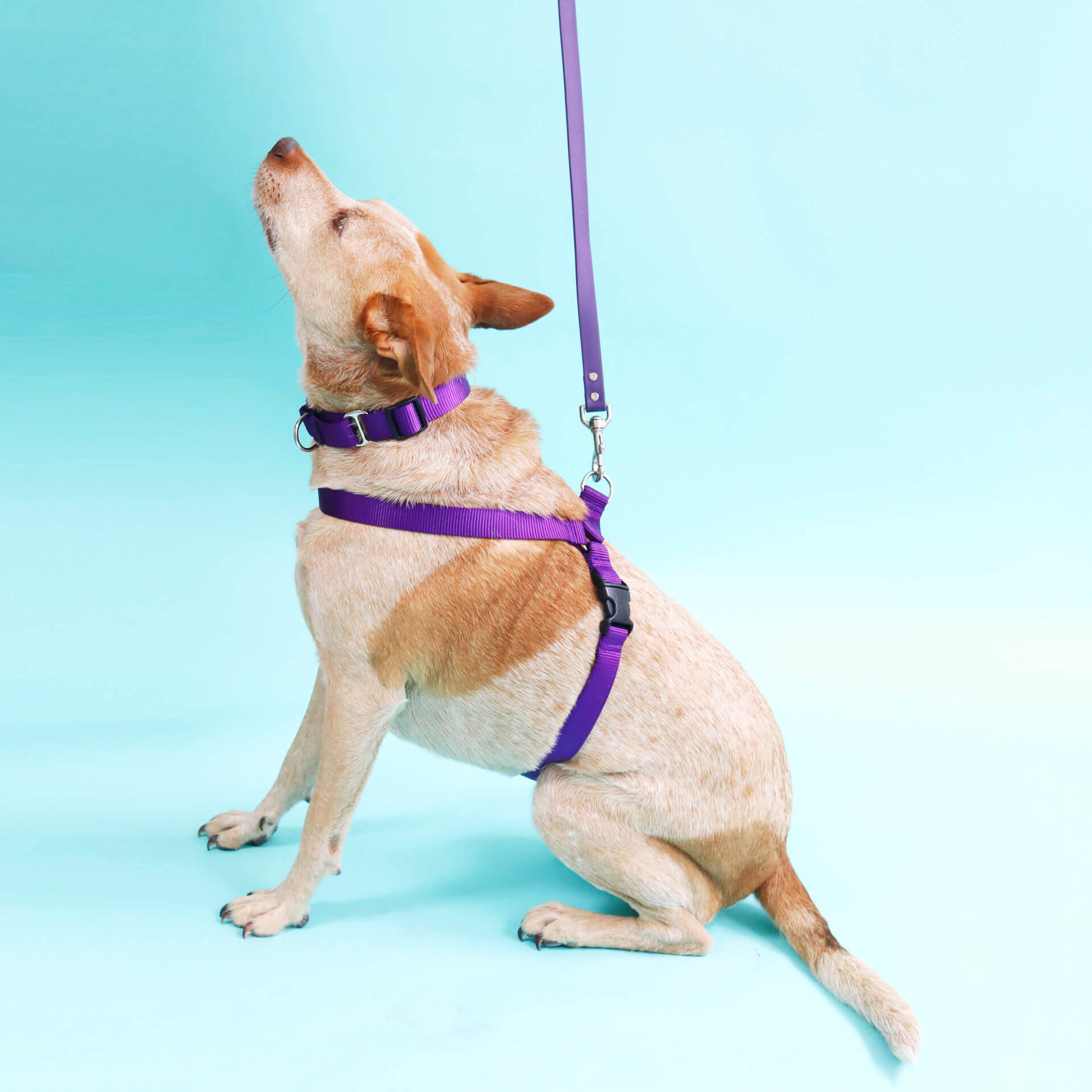 beige dog wearing purple waterproof dog harness