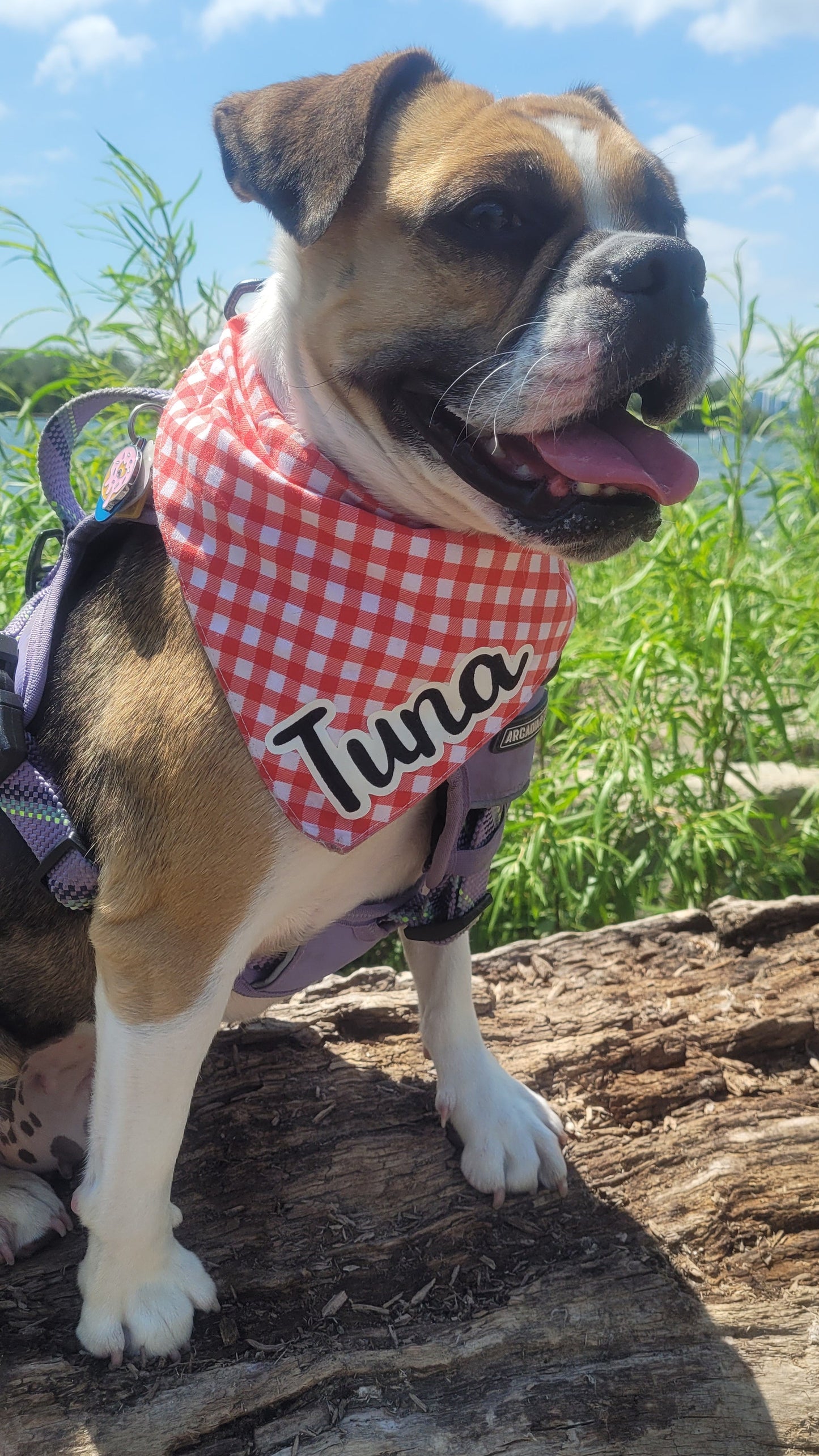 dog wearing a red plaid cotton bandana with a nature background