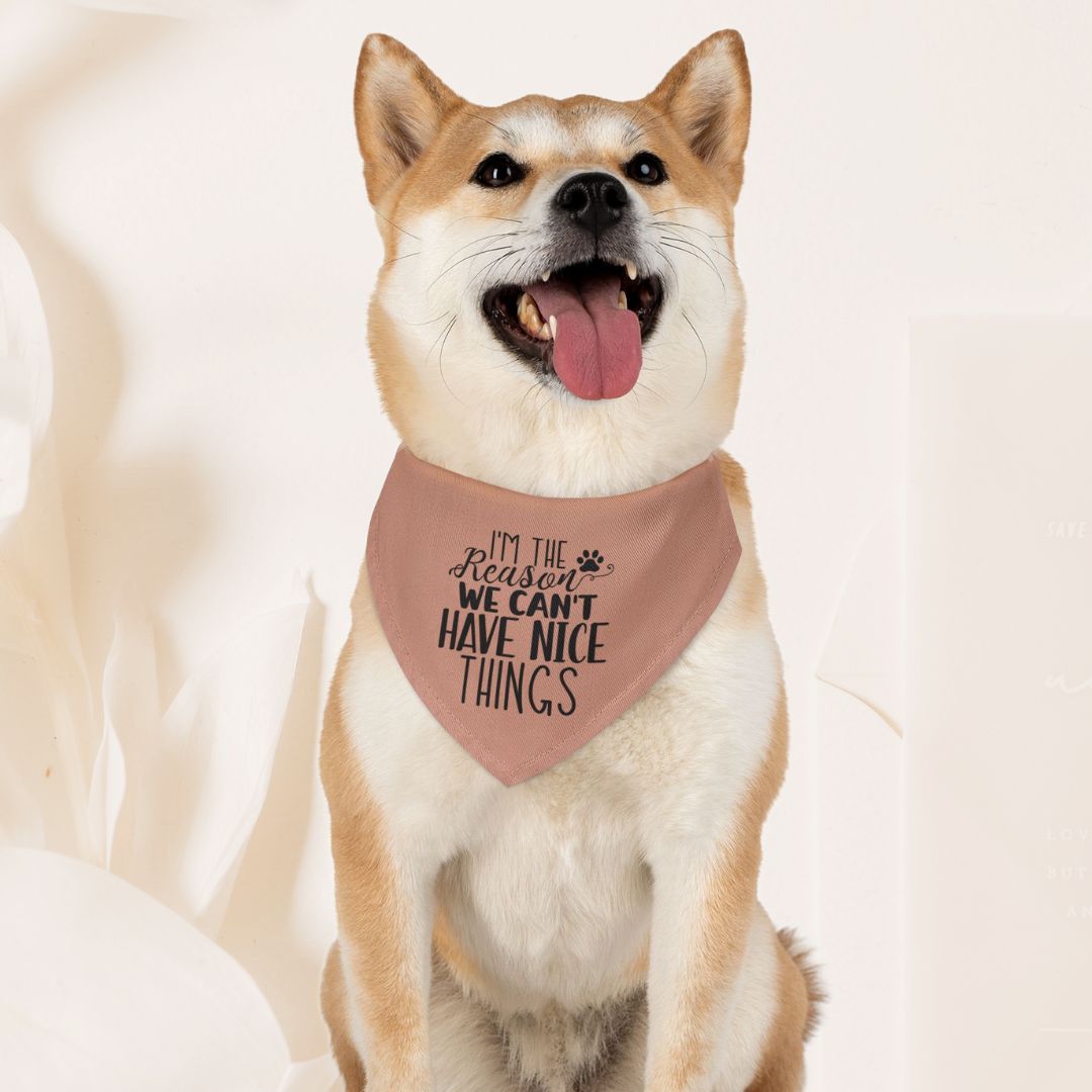 Over the collar bandana I'm the reason we can't have nice things