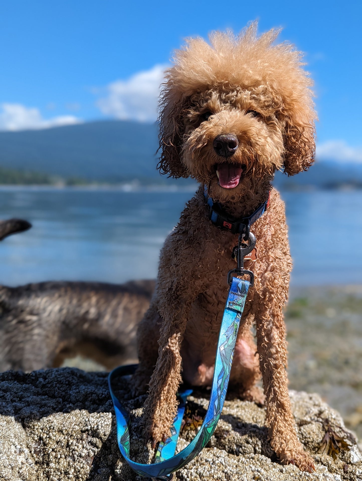 West Coast Waterproof Leash