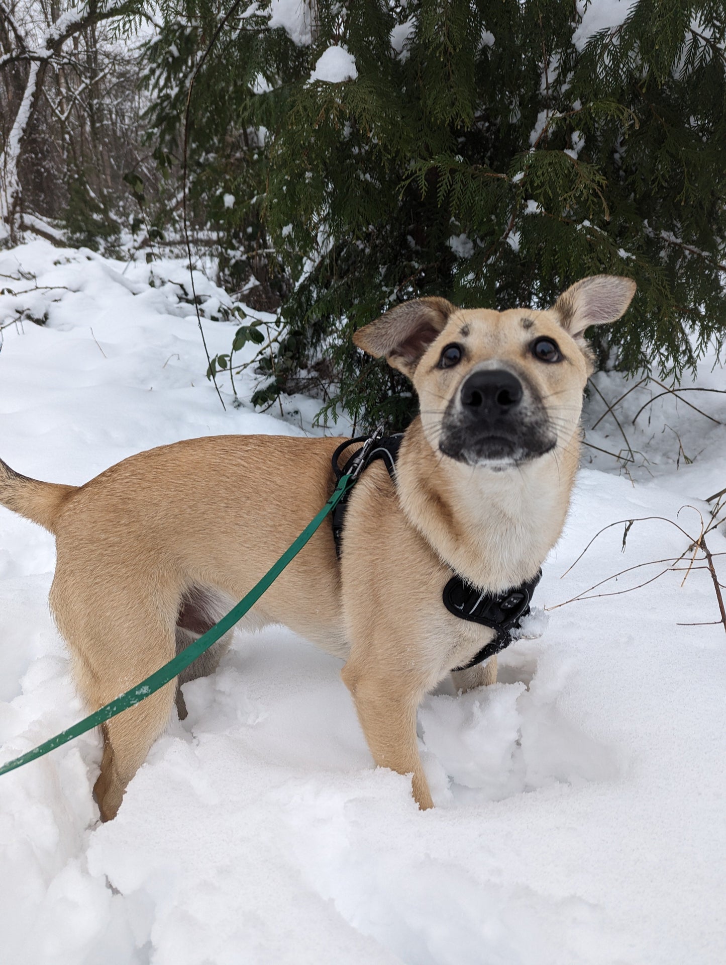 Pine Waterproof Leash