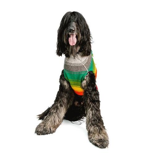 Large dog is wearing a bright hand knit dog sweater with fringe