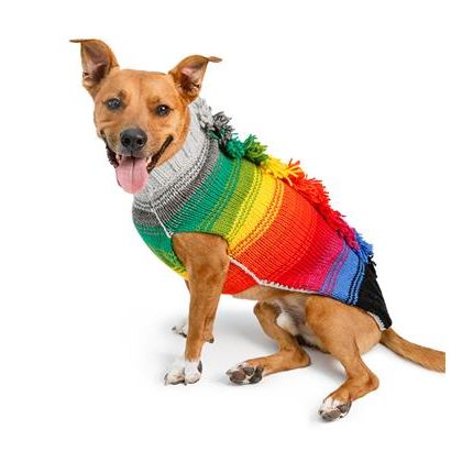 Brown dog is wearing a colourful hand knit dog sweater
