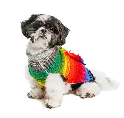 Small black and white dog wearing a rainbow pattern dog sweater