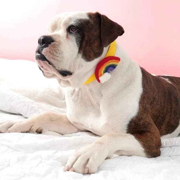 Brown and white dog wearing a collar with a felt rainbow collar accessory