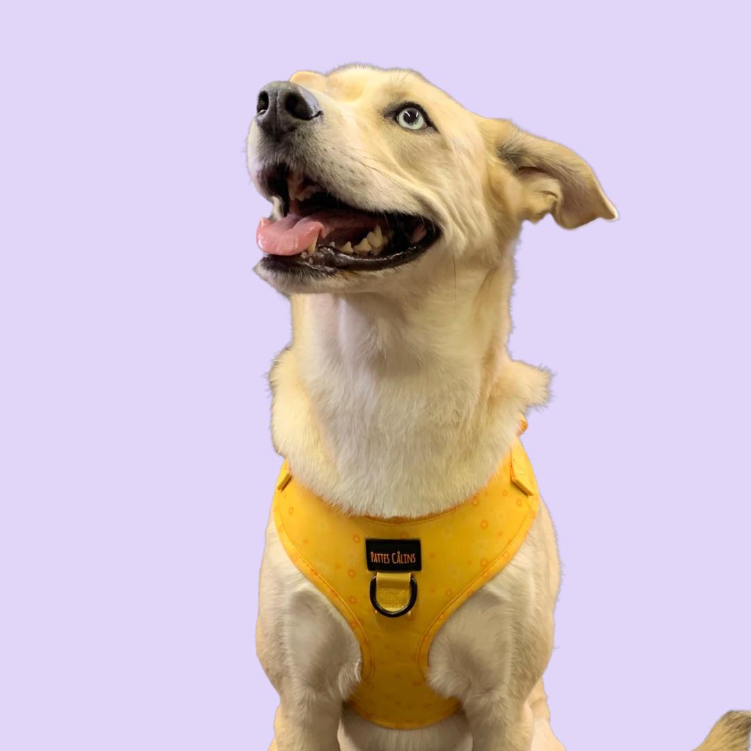 Harnais - Rayons de soleil