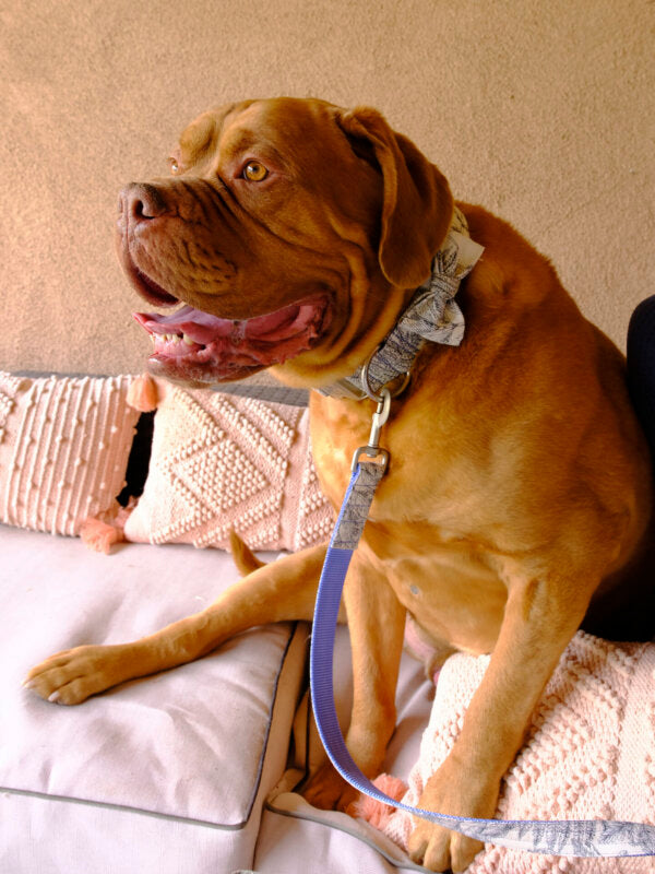 brown dog wearing a leaf print bow tie