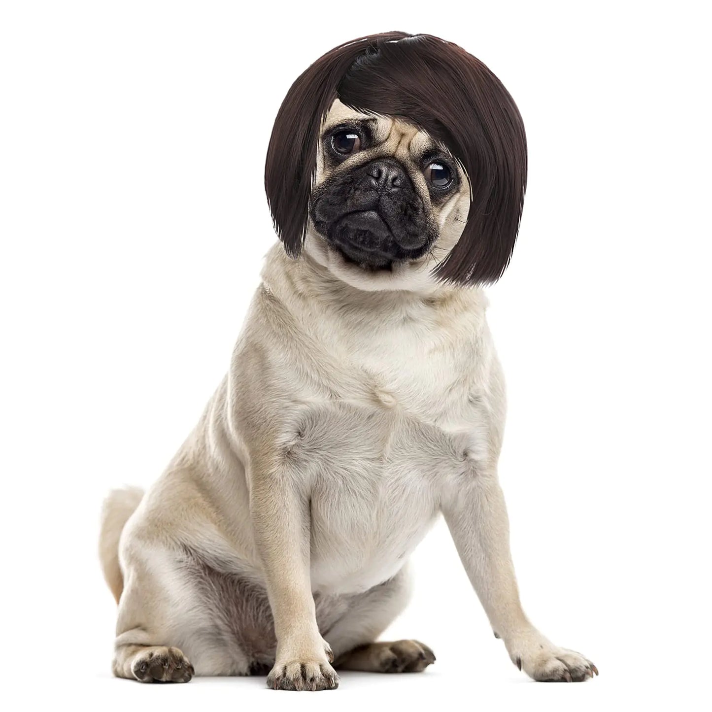 Pug dog wearing a black wig on a white background