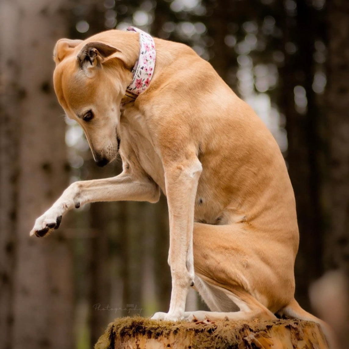 light colored dog wearing daisy dog collar