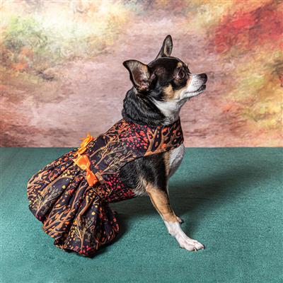 Fall Dog Dress