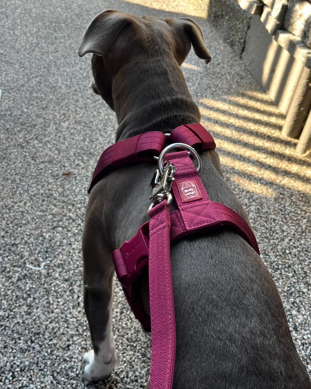 Dog wearing a pink harness and leash on a street