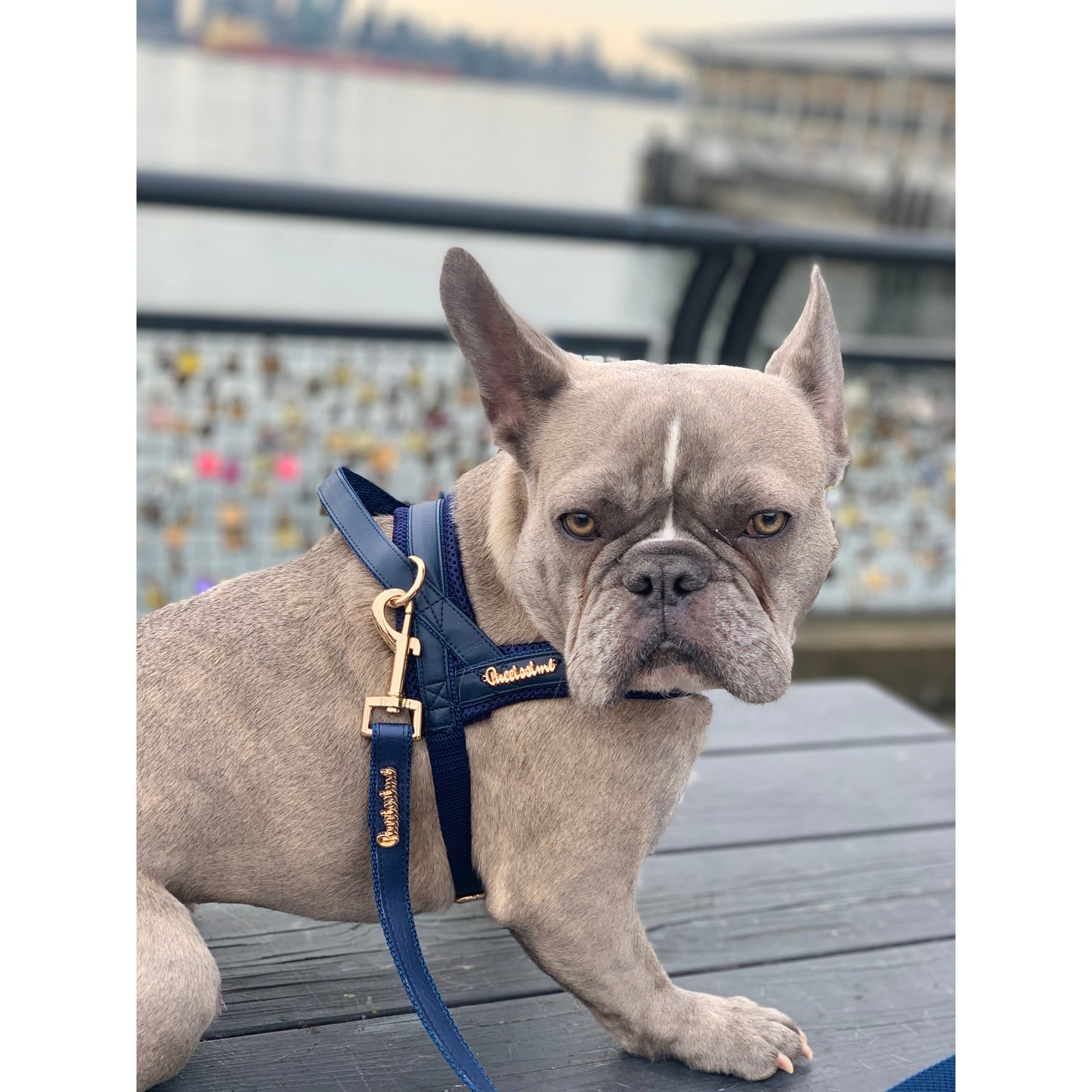 Dog wearing a blue harness with a blurred background