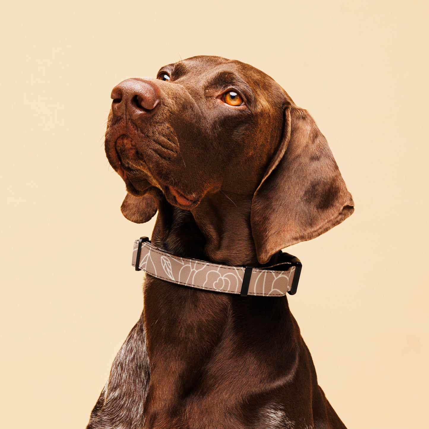 Brown dog wearing beige floral collar