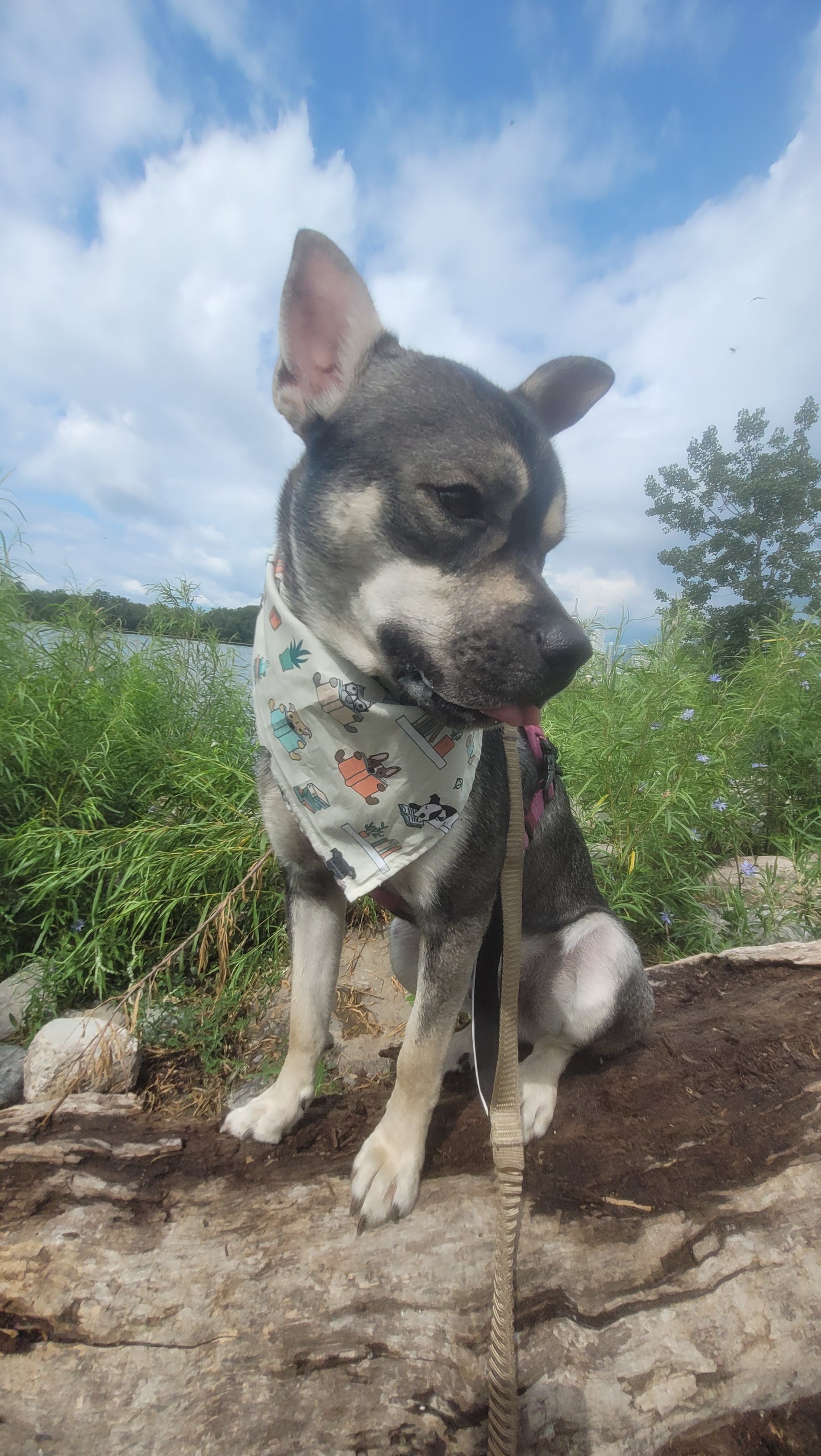 Dog wearing a bandana sitting on a rock with a blue sky and greenery in the background
