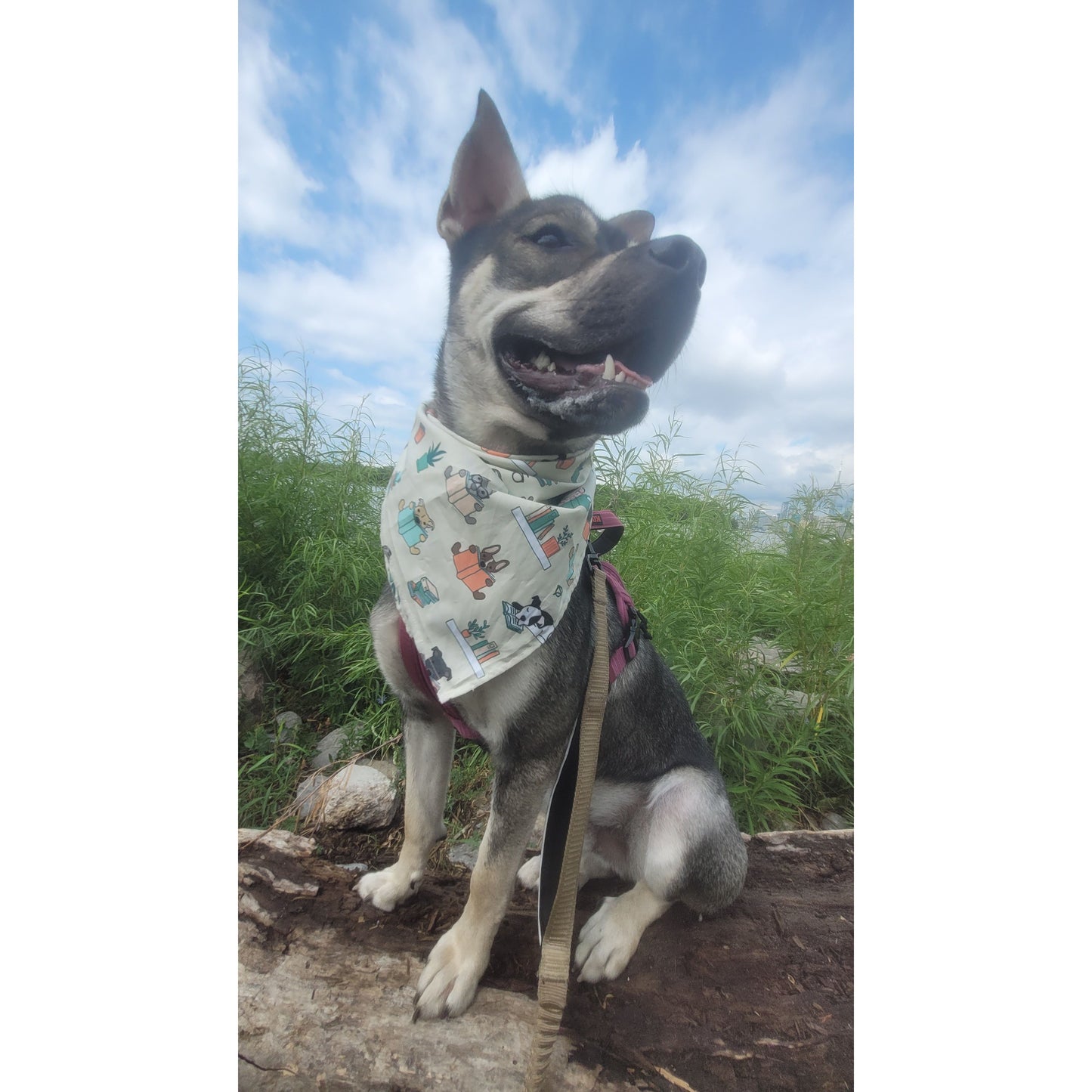 Dog wearing a bandana with a pattern, standing on grass with a blue sky in the background
