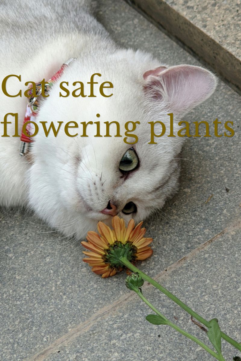 Cat Safe Flowering Plants