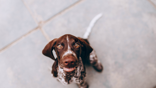 How to Put On a Dog Harness: A Step-by-Step Guide for the Fashionable Fur Moms