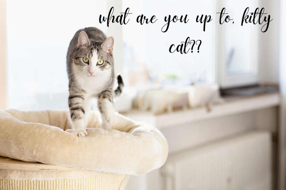 Why do Cats Knead on Blankets?