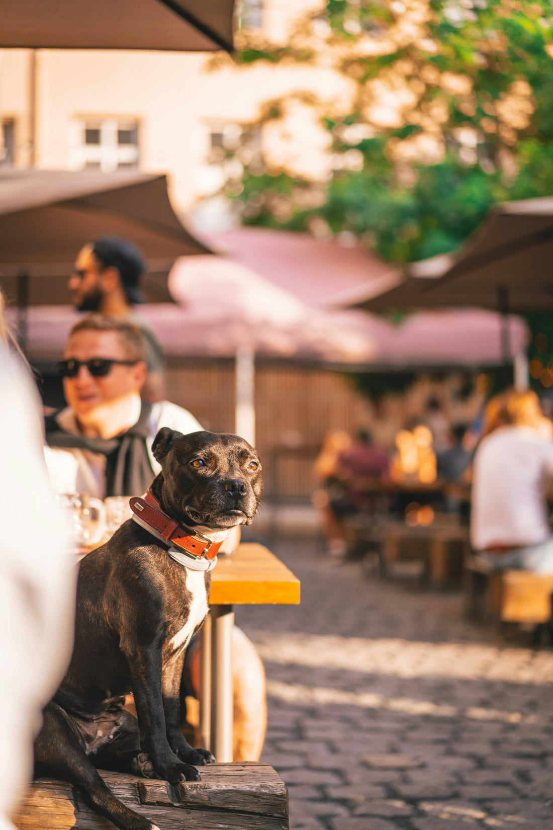 Dog on a bench at a dog friendly patio