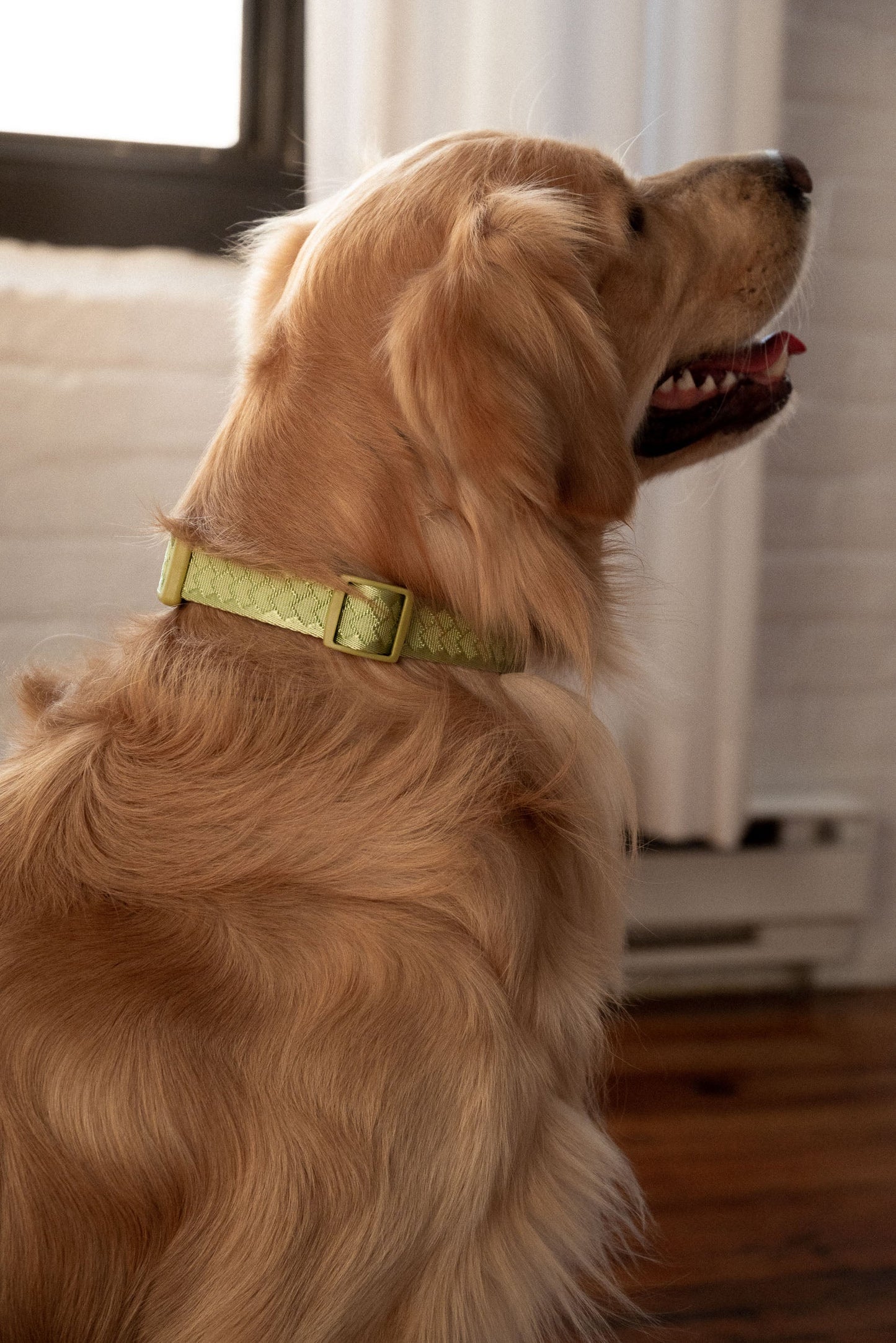 Daily Collar - Matcha
