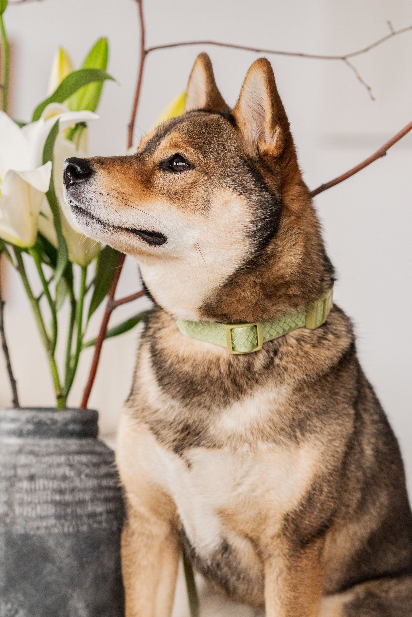 Daily Collar - Matcha