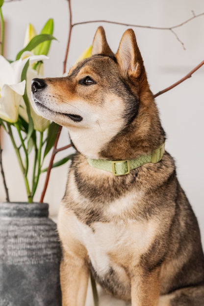 Daily Collar - Matcha