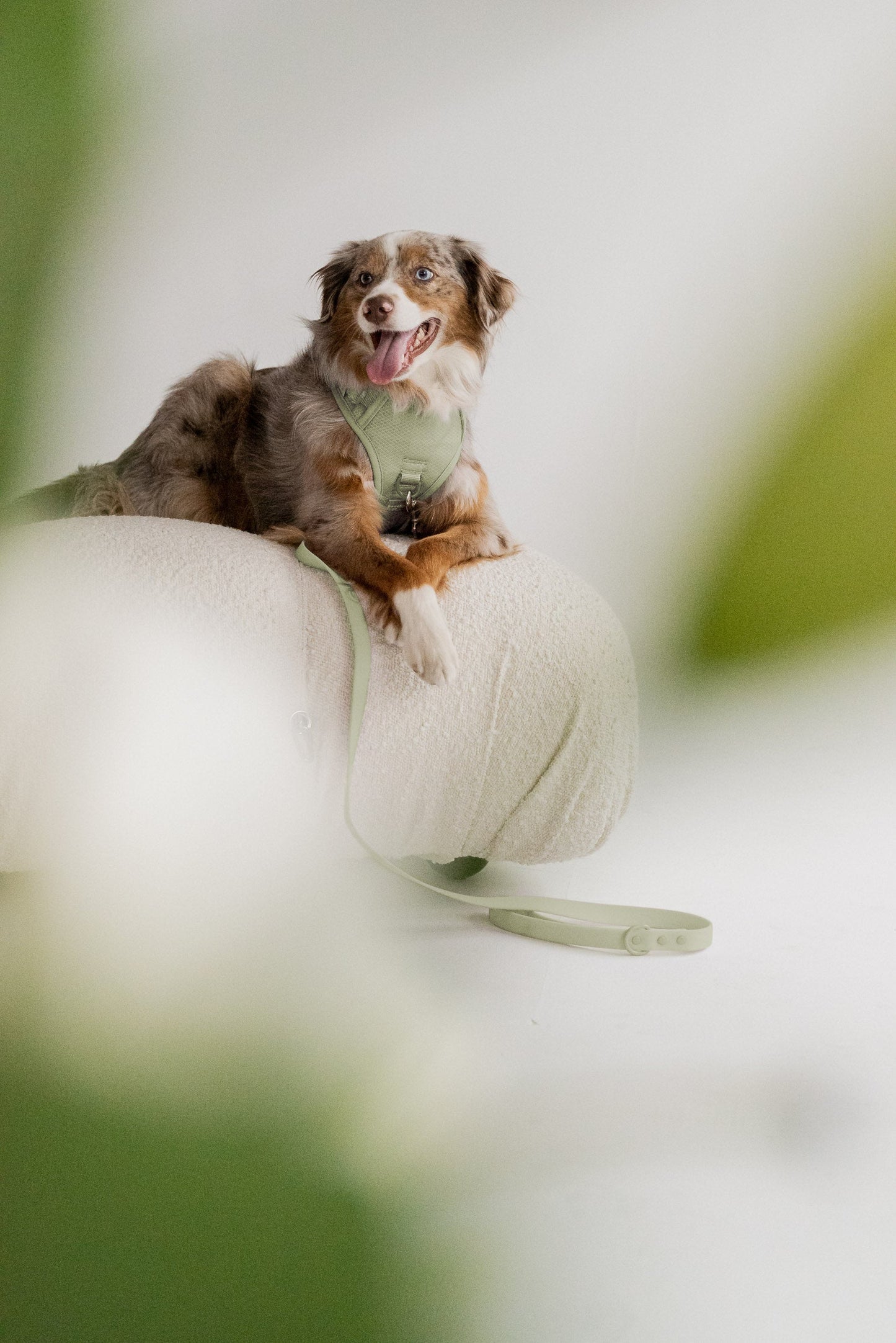 Classic 2.0 Harness Matcha