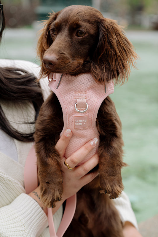 Dog Harness Lychee - Pink Dog Harness