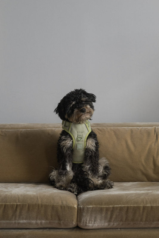 Classic 2.0 Harness Matcha