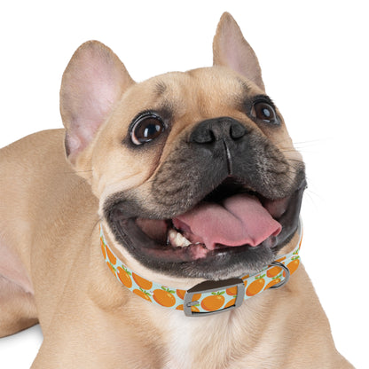 Teal and Orange Waterproof Dog Collar - personalized