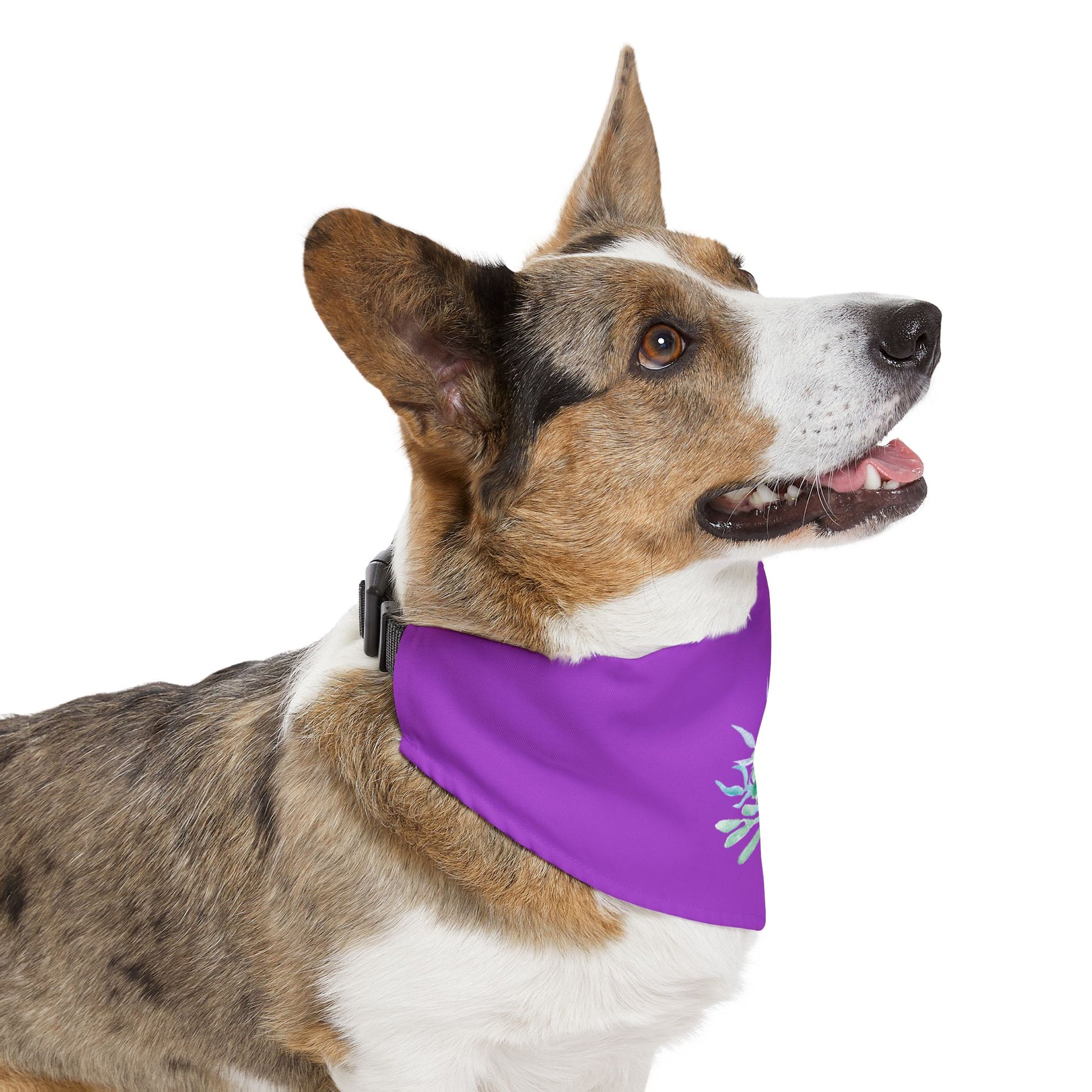 succulent dog collar Pet Bandana Collar with Succulent – Pretty and Bones