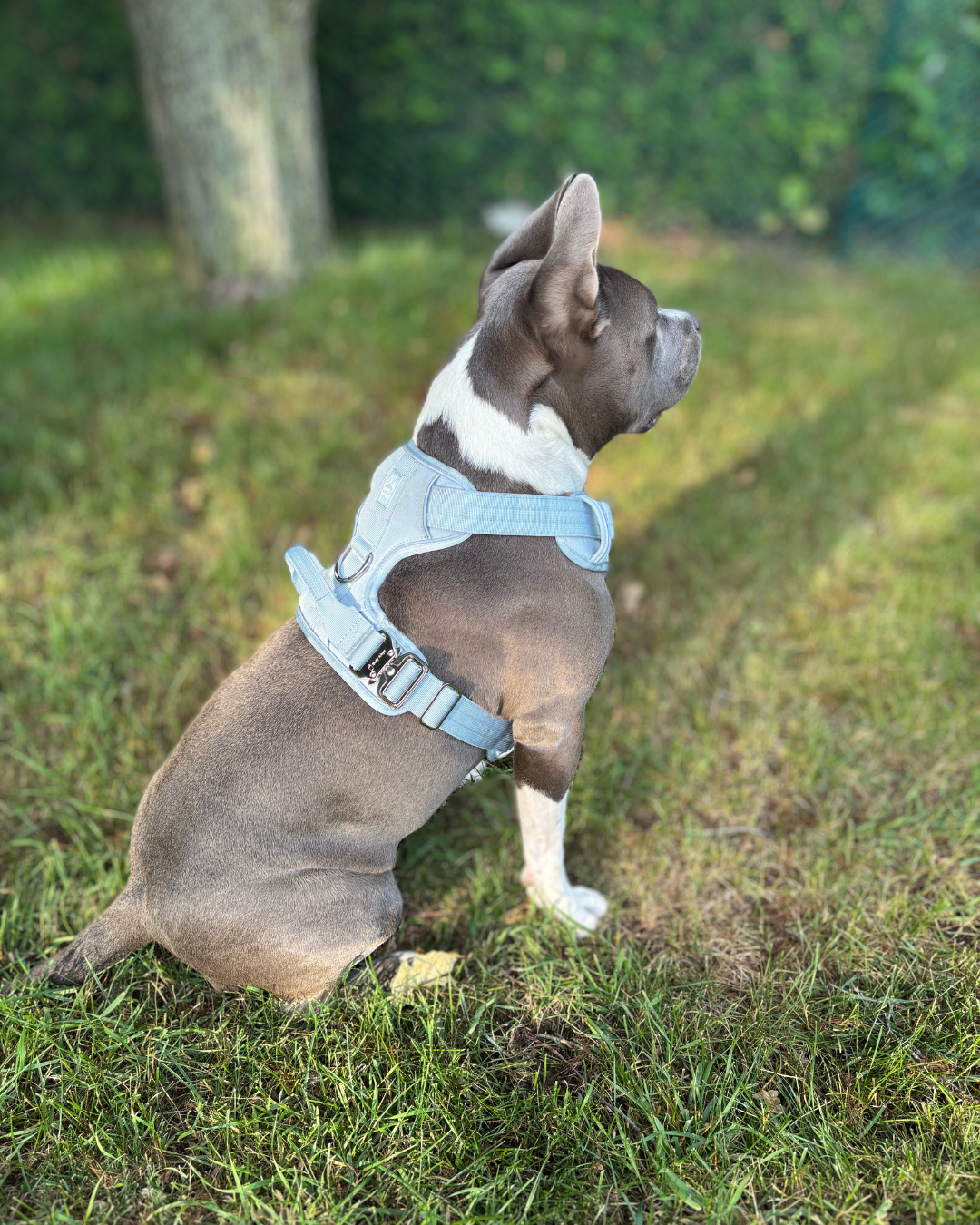 Heavy-Duty Everyday Harness - Baby Blue