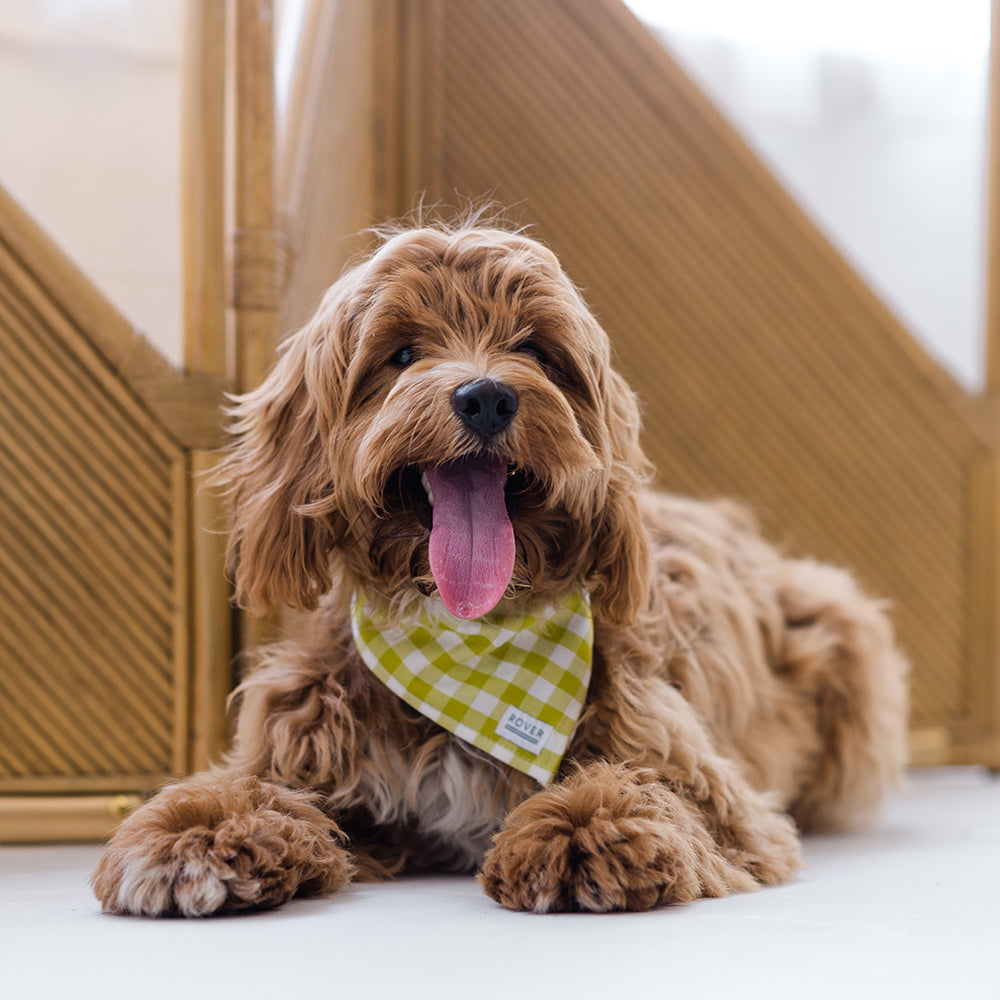 Spring Dog Bandanas