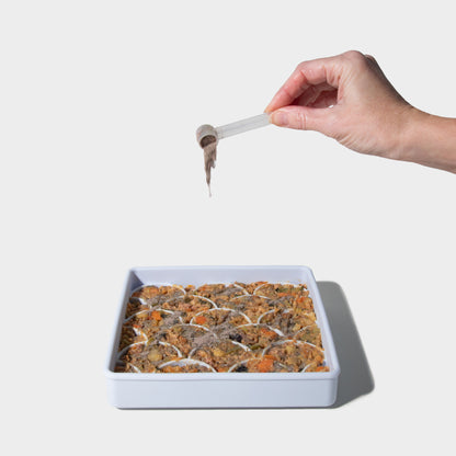 DCS: daily canine synbiotic