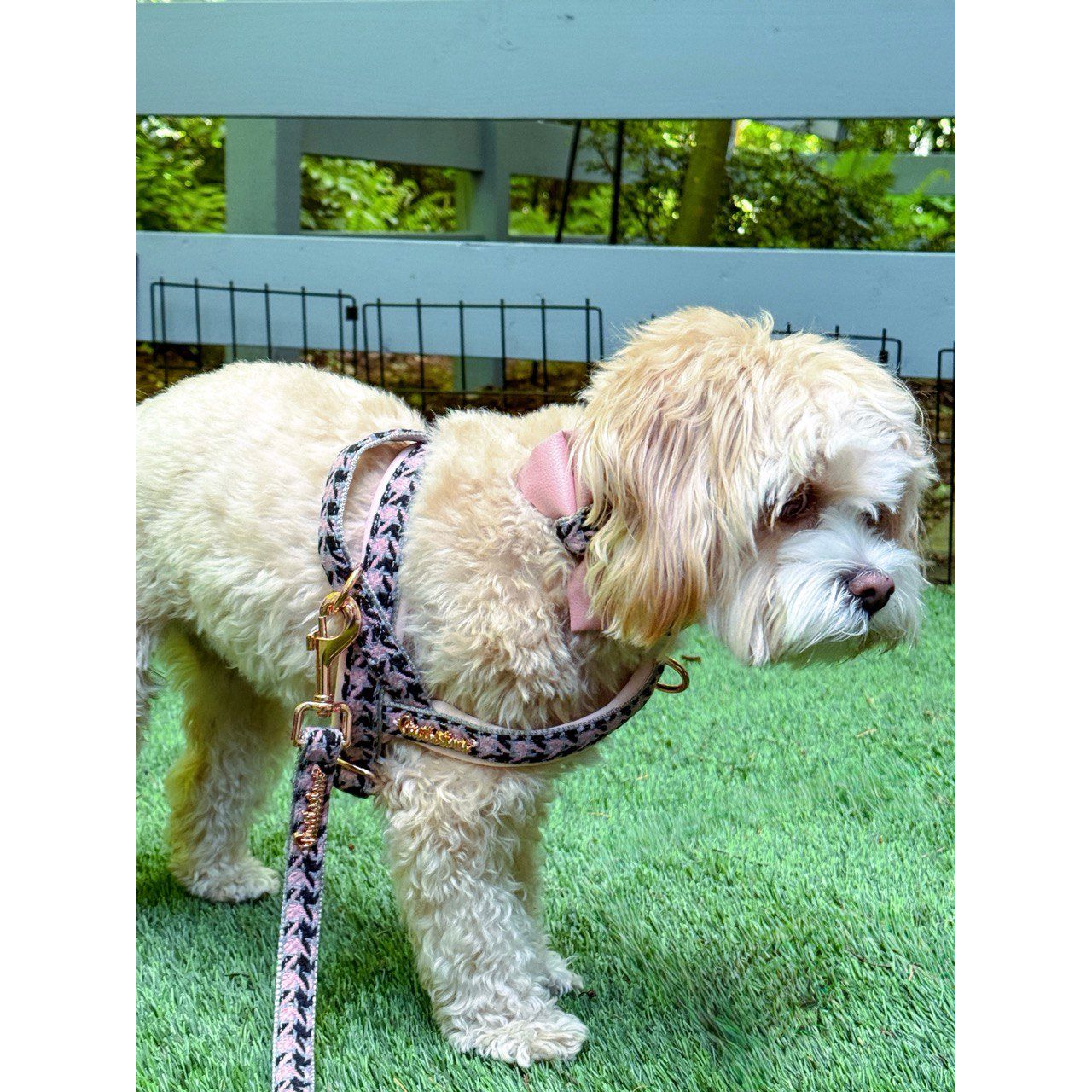 Elite collar