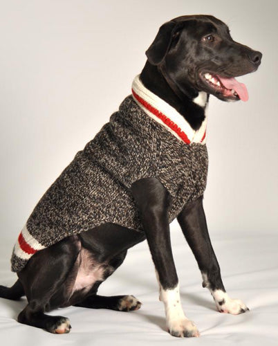 black dog wearing a grey and red sweater