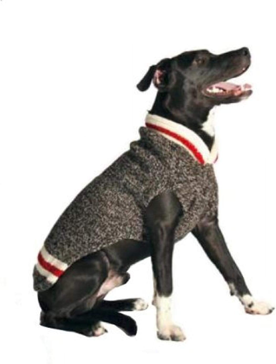 dog wearing a grey and red sweater