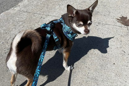 Harnais - Dans la jungle