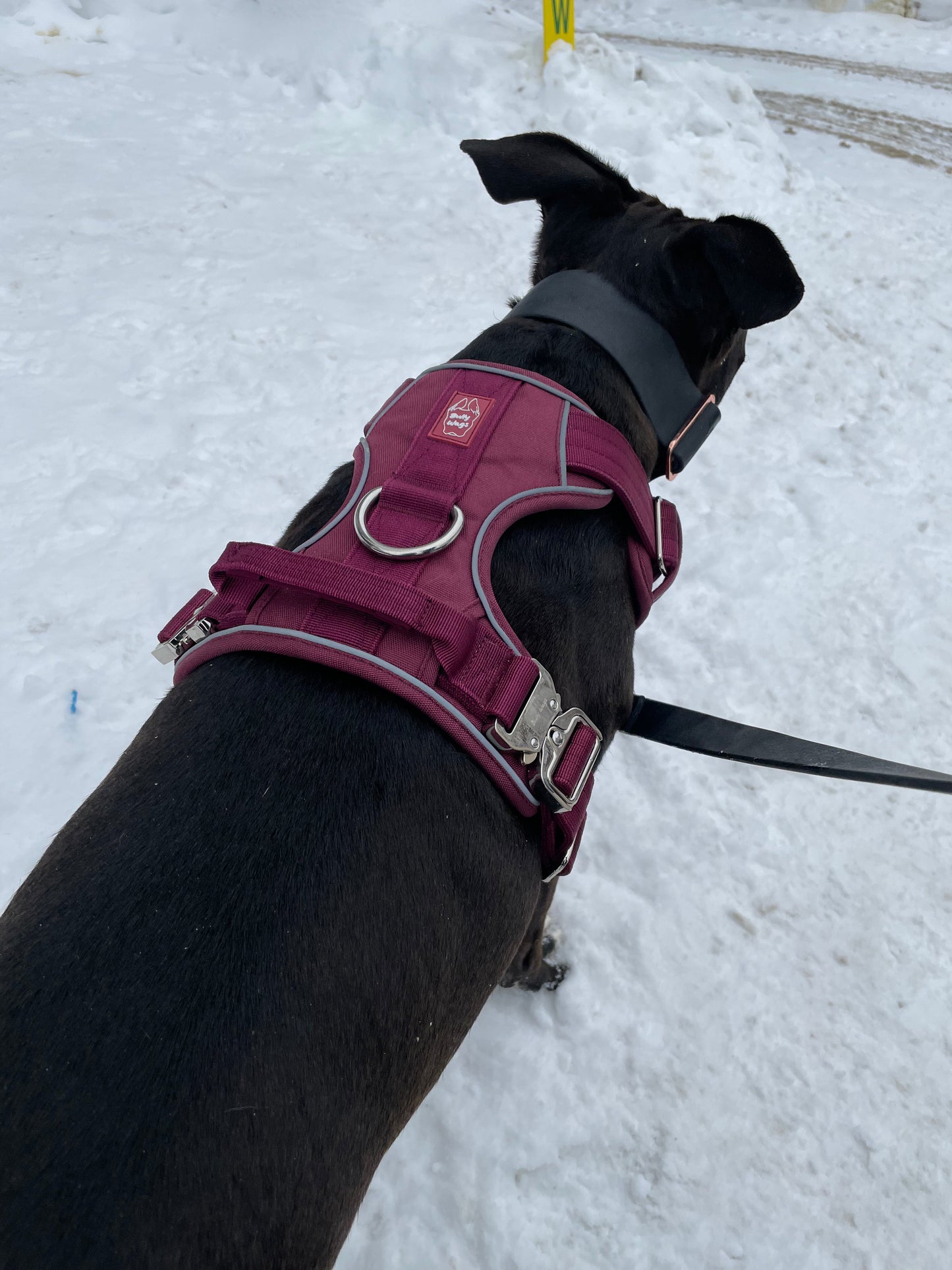 Heavy-Duty Everyday Harness - Cherry Wine