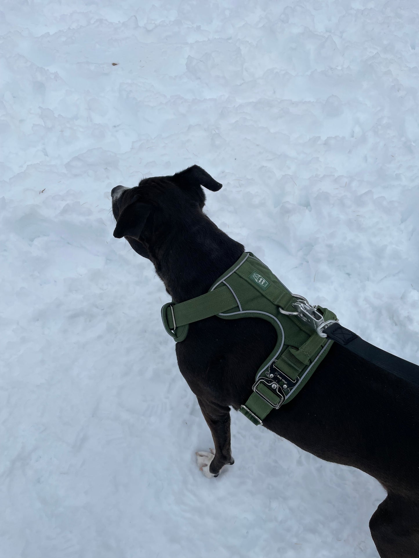 Heavy-Duty Everyday Harness - Cactus Green