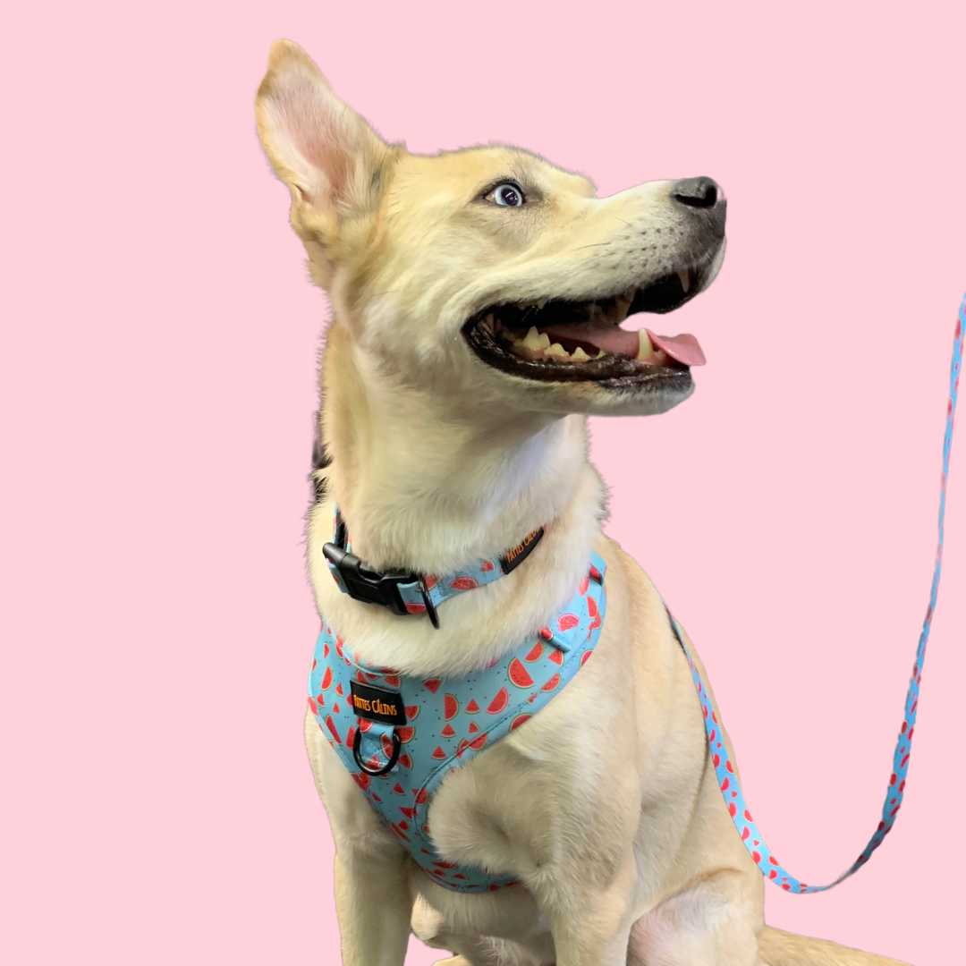 Harness - Watermelon print