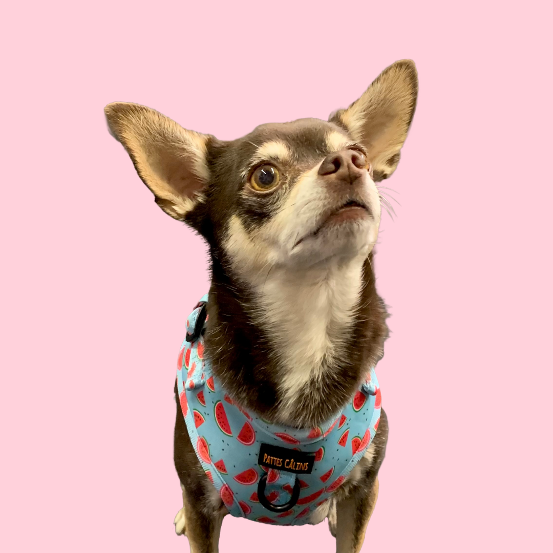Harness - Watermelon print