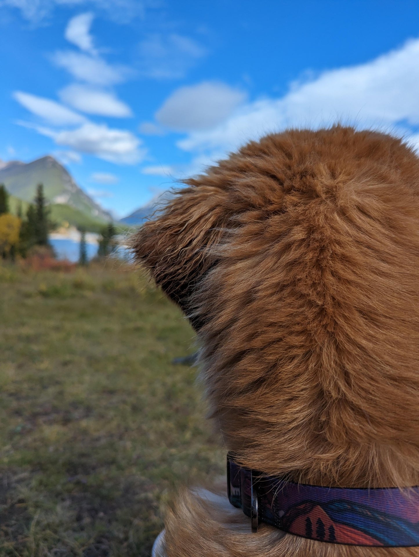 Midnight Sun Waterproof Collar