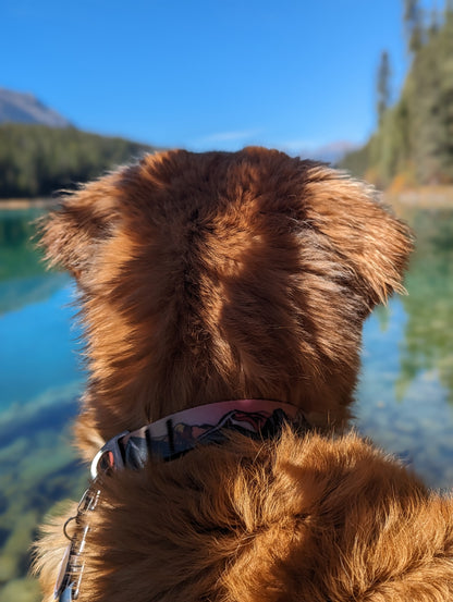 Sunrise Peaks Waterproof Collar