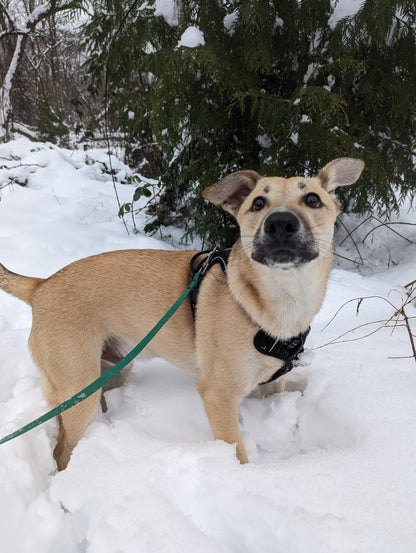 Pine Waterproof Leash