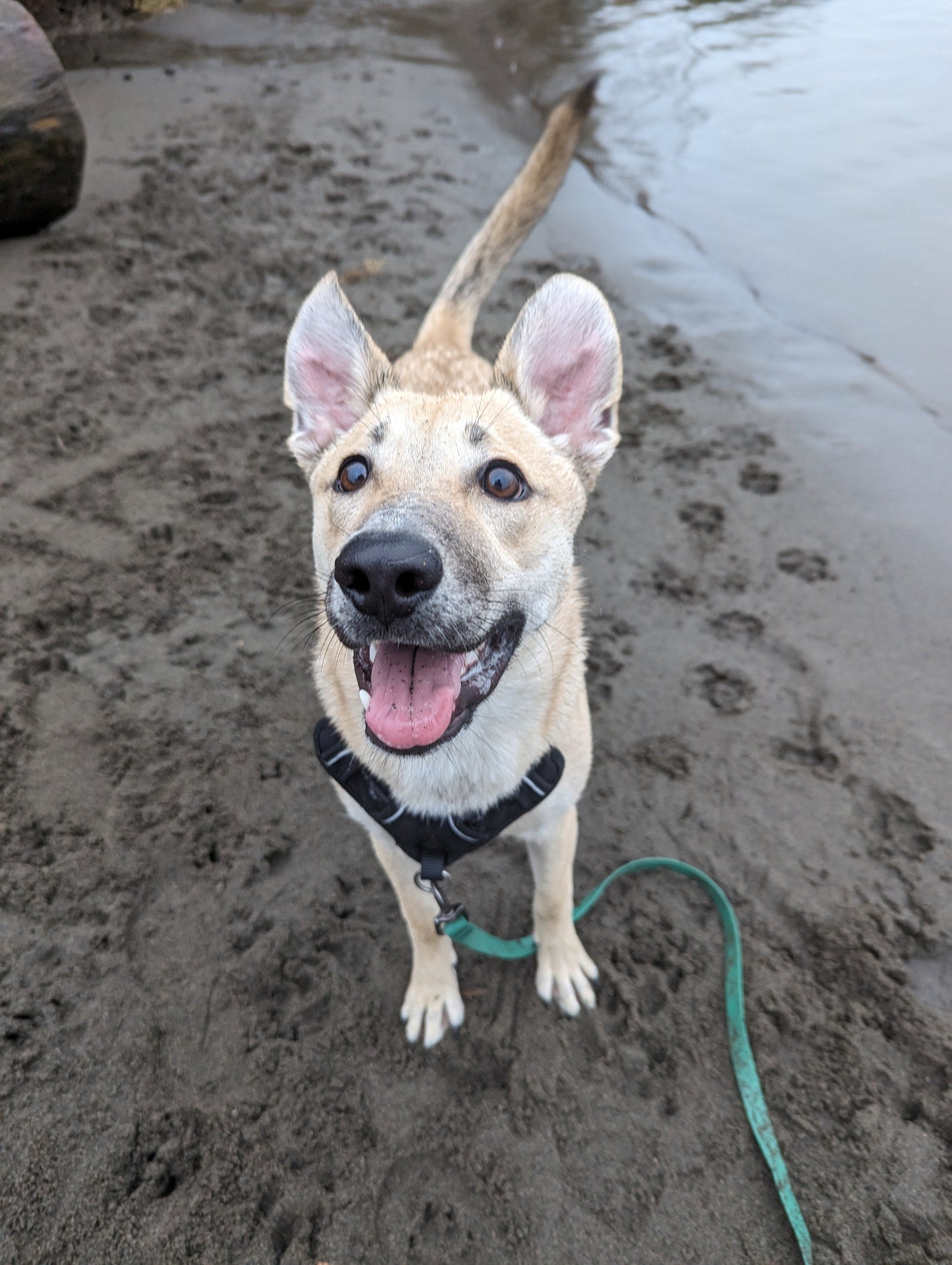 Pine Waterproof Leash