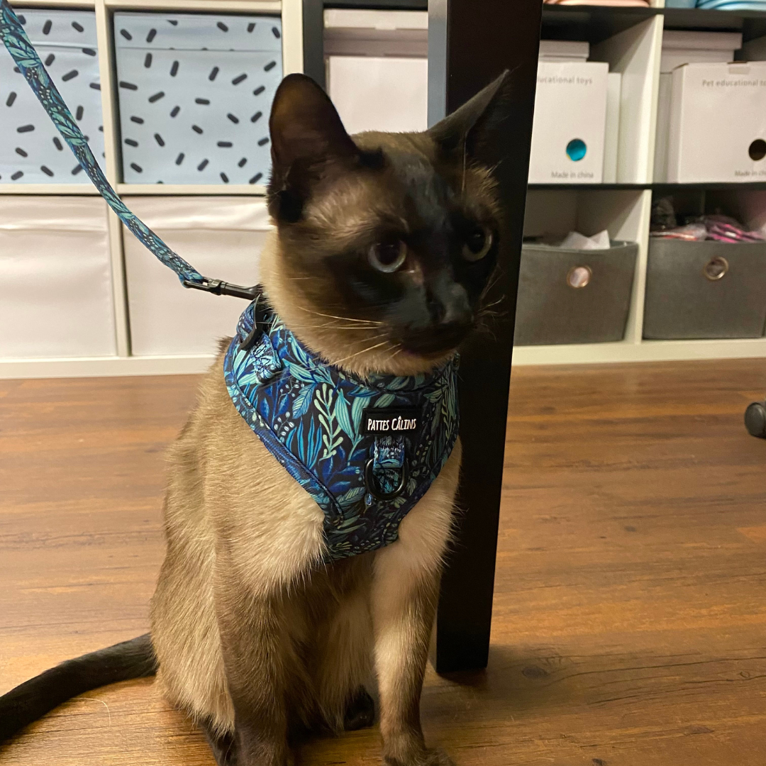 Harnais - Dans la jungle