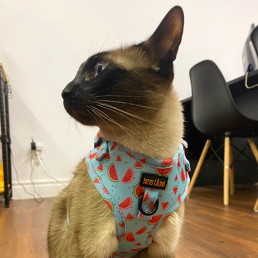 Harness - Watermelon print